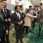 EQUIMUR 2019-XXIV SALÓN INTERNACIONAL DE CABALLOS DE RAZAS PURAS REGIÓN DE MURCIA