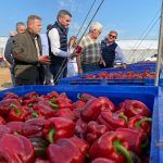 Visita invernadero de pimiento en Dolores de Pacheco.