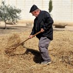 La Fiesta de la Trilla en Roldán recrea nuestras tradiciones.